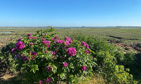 Walking on the Norfolk Coast Path in June Walking on the Norfolk Coast Path in June