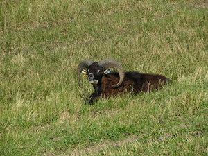 Long horned sheep! Long horned sheep