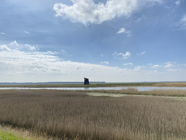 Beautiful vista over the reedbeds to a derelict drainage mill Beautiful vista over the reedbeds to a derelict drainage mill