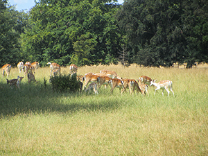 Fallow Deer at Holkham Hall