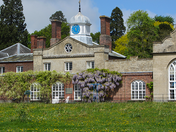 Wisteria on the buildings of Felbrigg Hall Wisteria on the buildings of Felbrigg Hall