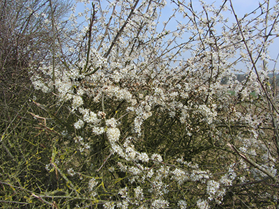 Hawthorne on the Peddars Way in Spring Spring on the Peddars Way