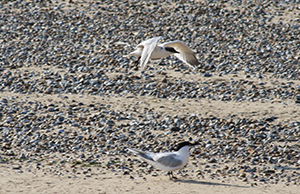 The Little Terns on Blakeney Point