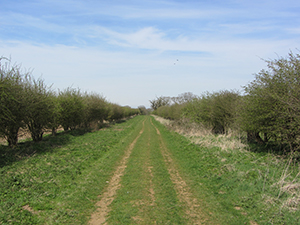 Peddars Way 5 day walk