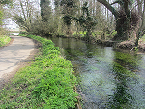 Chalk stream along the Peddars Way