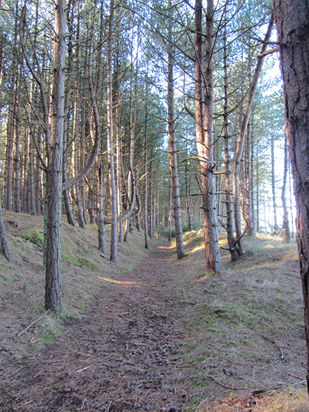 The pine woods at Holkham heading towards Wells-next-the-Sea