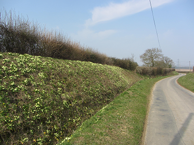 Primroses on the Peddars Way Primroses in Spring along the Peddars Way