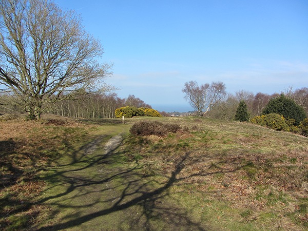 Heathland at the Roman Camp Heathland at the Roman Camp