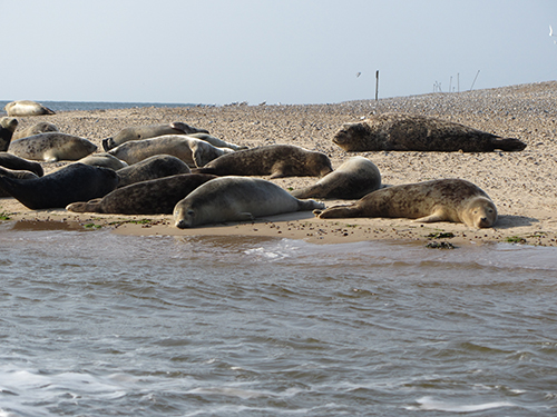 Blakeney Point seals together