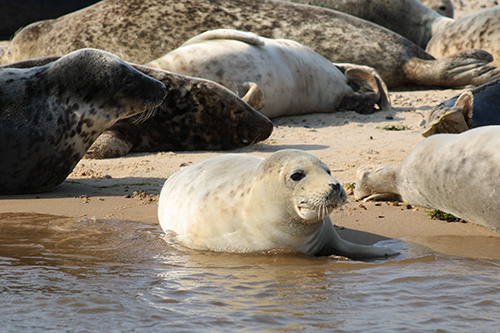 Blakeney Point seals