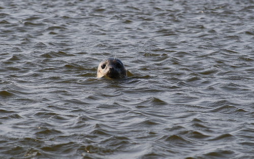 Blakeney point head of a seal