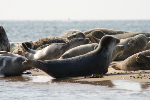 The seals on Blakeney Point Nature Reserve