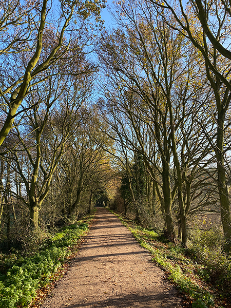 The wooded disused railway line